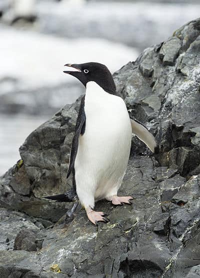 adelie penguin pygoscelis adeliae antarctica