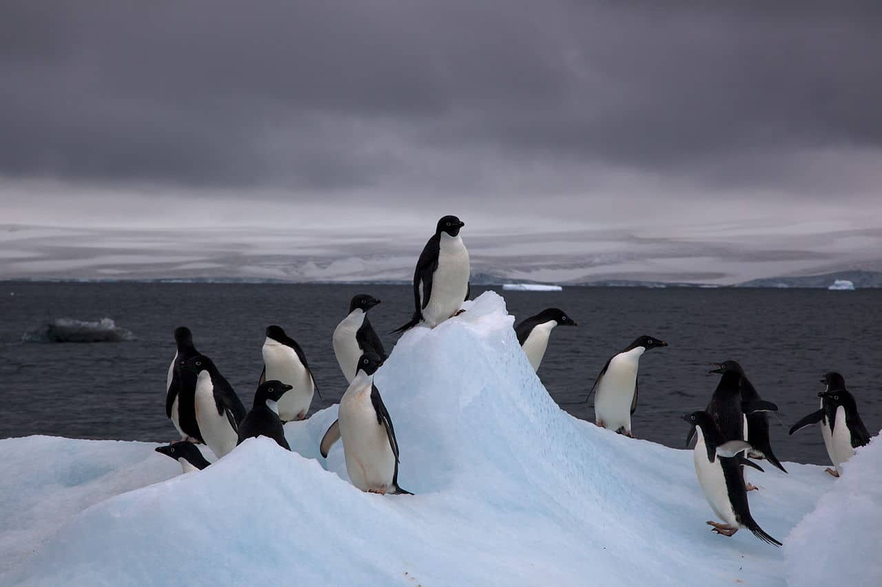 icebergs with adelie penguins antarctica